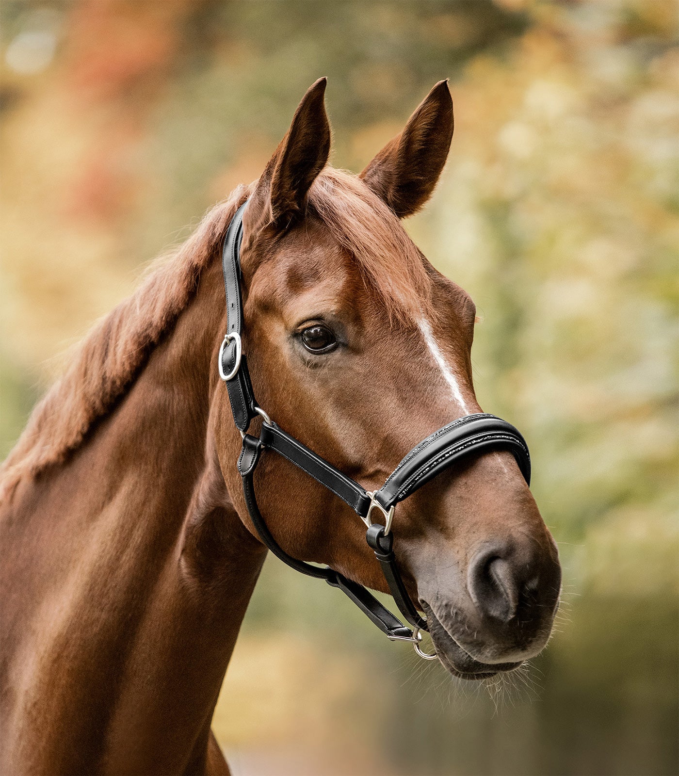 Licol Waldhausen S-Line Glamour en cuir - VENTE FINALE