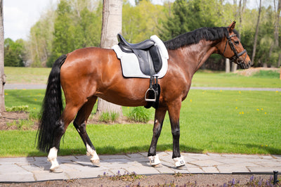 White rose gold - Limited Sheepskin dressage pad