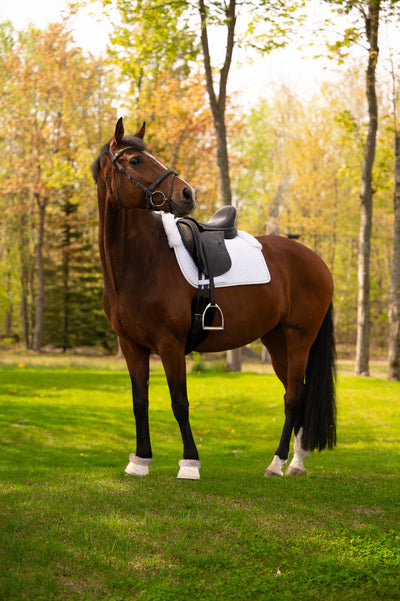 White rose gold - Limited Sheepskin dressage pad